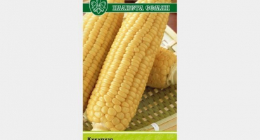 Jak správně pěstovat kukuřici dobrynya?